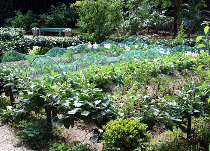 Как мульчирование помогает редису: секреты успешного выращивания