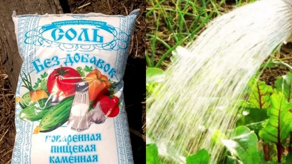 Необычный способ увеличения урожая: как соль становится важным помощником в саду
