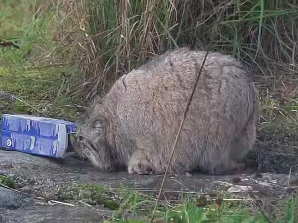 Есть в котах магия сжатия пространства