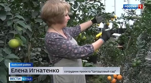 Сибирские субтропики: как в селе Полеводка выращивают алжирские лимоны и создают бонсай-сад