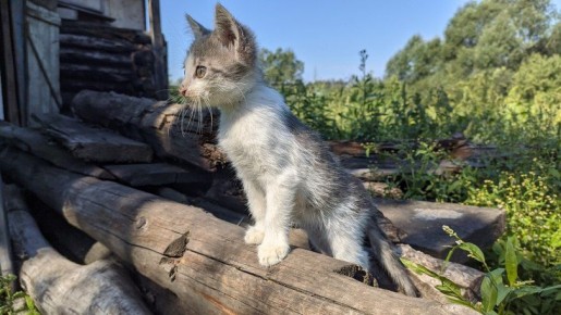 Hapoe pe a 26 op  aoc