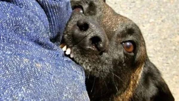 По иску прокурора Онгудайского района взыскана компенсация морального вреда в пользу несовершеннолетнего, пострадавшего от укуса собаки