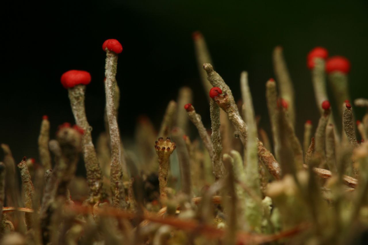 Фотовыставка «Живая природа Алтая» открылась в Усть-Коксе – в Доме творчества и досуга Фотовыставка «Живая природа Алтая» открылась в Усть-Коксе – в Доме творчества и досуга