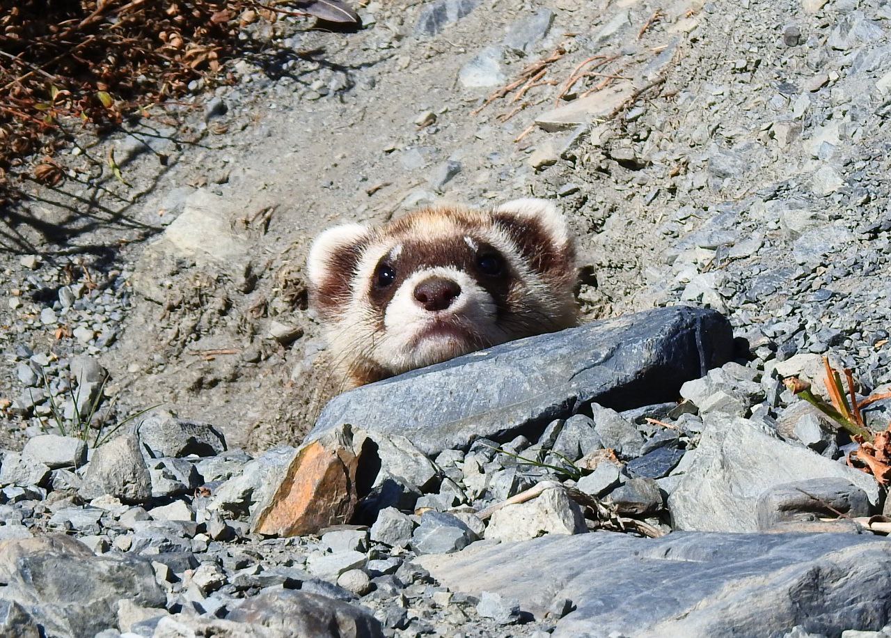 Фотовыставка «Живая природа Алтая» открылась в Усть-Коксе – в Доме творчества и досуга Фотовыставка «Живая природа Алтая» открылась в Усть-Коксе – в Доме творчества и досуга