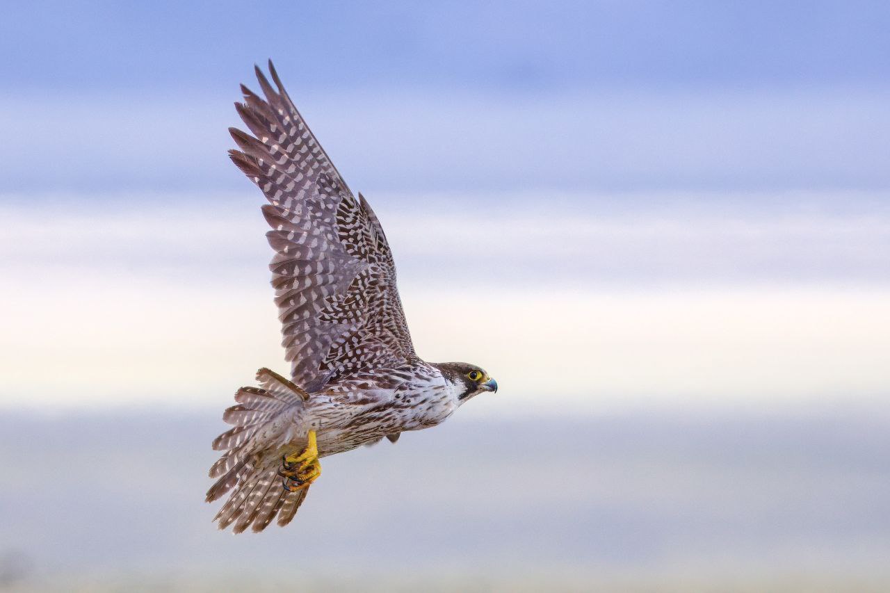 Фотовыставка «Живая природа Алтая» открылась в Усть-Коксе – в Доме творчества и досуга Фотовыставка «Живая природа Алтая» открылась в Усть-Коксе – в Доме творчества и досуга