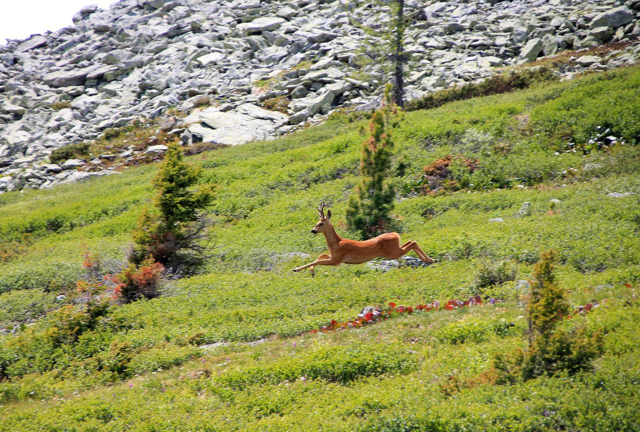 Фотовыставка «Живая природа Алтая» открылась в Усть-Коксе – в Доме творчества и досуга Фотовыставка «Живая природа Алтая» открылась в Усть-Коксе – в Доме творчества и досуга