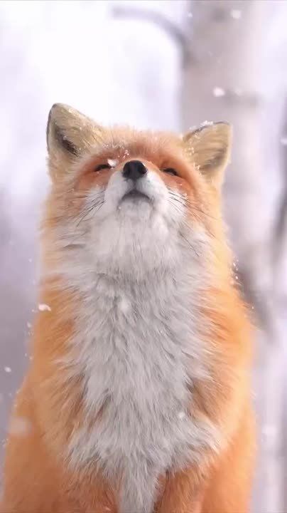 С первым днём зимы. Источник: ТГ канал ЗДЕСЬ БАЖЕНОВ