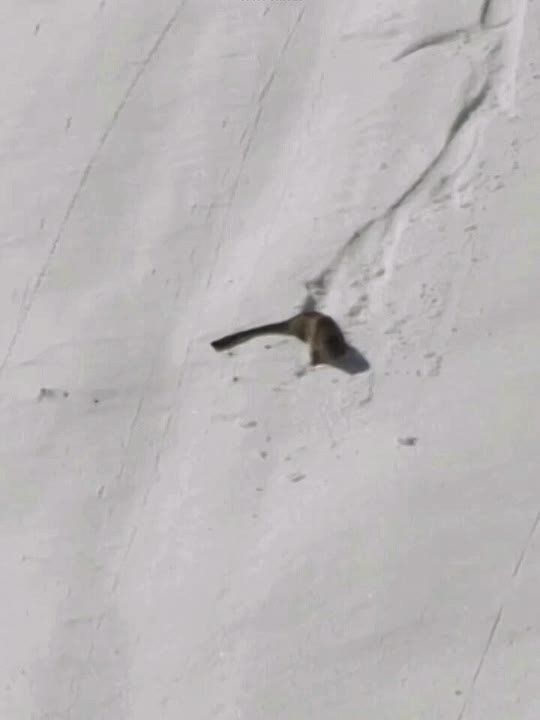 Зимние забавы снежного барса