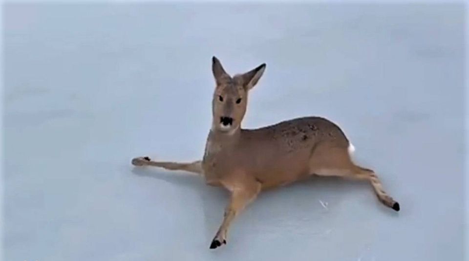 Более 300 косуль застряли в ледовом плену озера в Новосибирской области — специалистам Минприроды и МЧС пришлось развернуть настоящую спасательную операцию