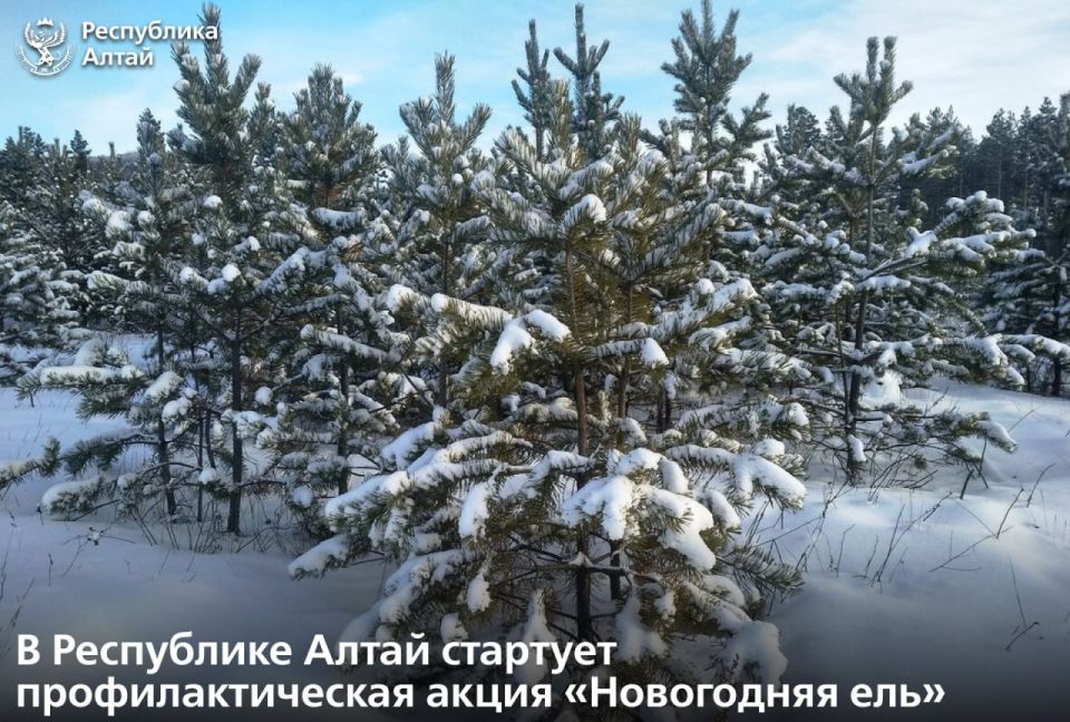 Государственные лесные инспекторы во взаимодействии с правоохранительными органами в ходе оперативно-профилактической операции «Новогодняя ель» будут ежедневно проводить патрулирование лесов