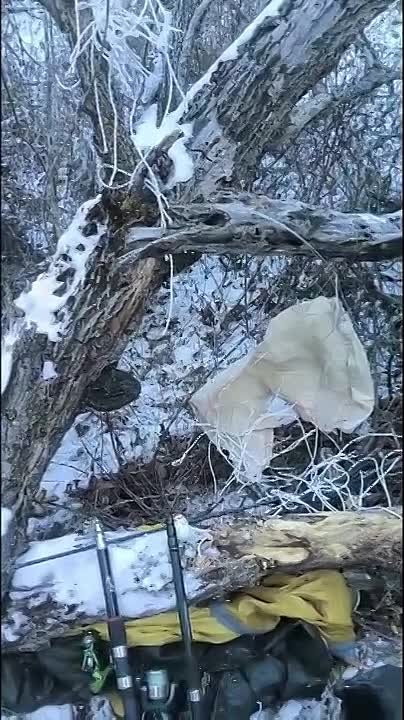 Там, где тропа ирбиса пересеклась с браконьерской петлей