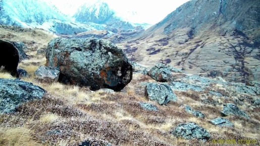 Когда чешется спина, а рядом нет ни одного дерева, настоящий алтайский медведь не растеряется!