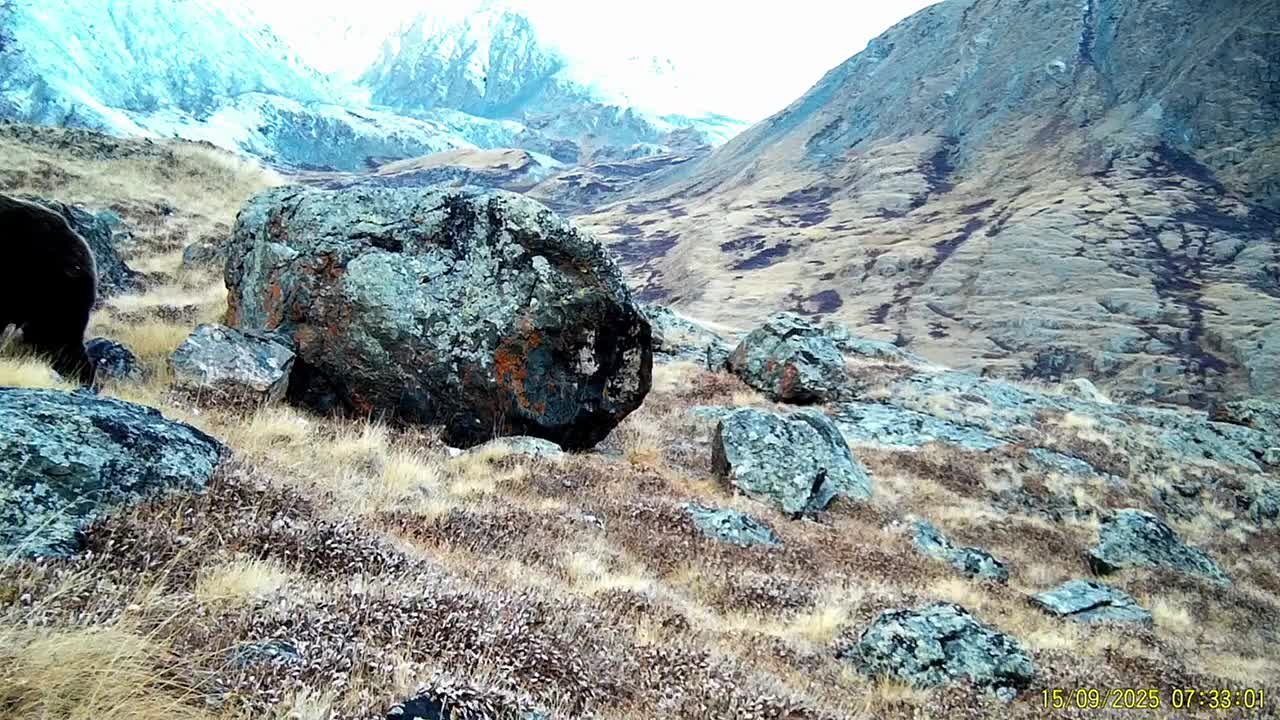 Когда чешется спина, а рядом нет ни одного дерева, настоящий алтайский медведь не растеряется!