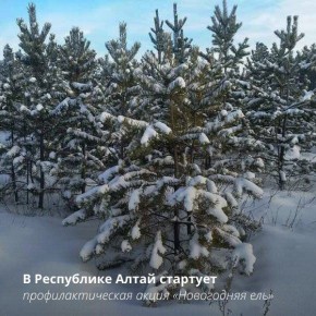 Государственные лесные инспекторы во взаимодействии с правоохранительными органами в ходе оперативно-профилактической операции «Новогодняя ель» будут ежедневно проводить патрулирование лесов