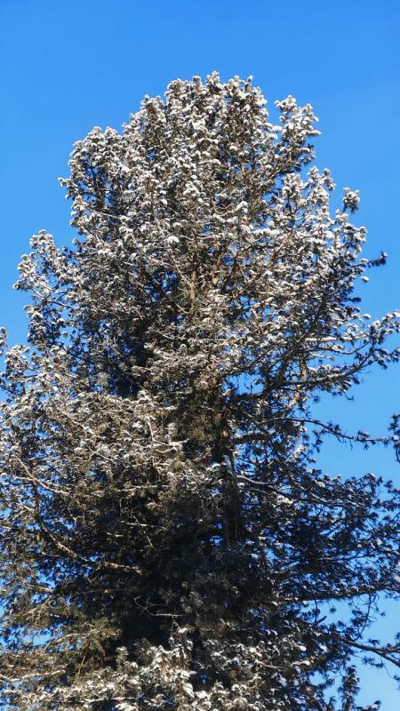 Всё, к чему прикоснулась зима, становится чище и светлее