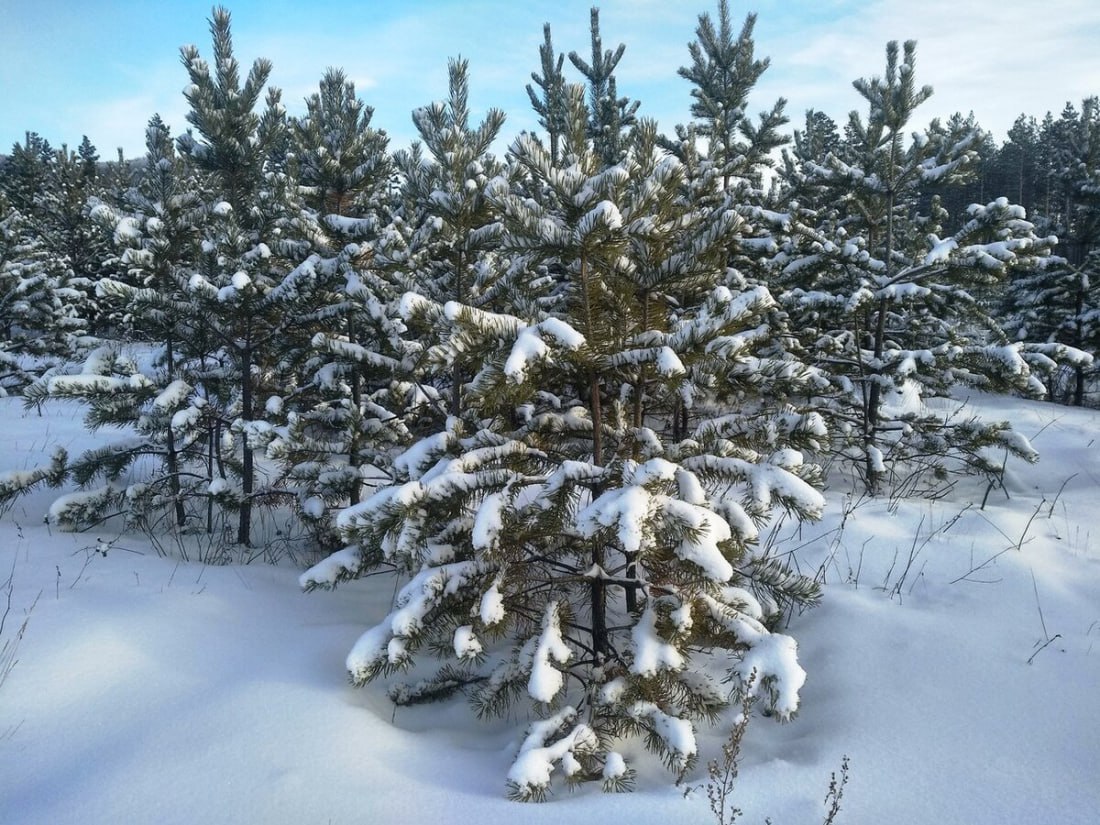 Операция «Новогодняя ель» по предотвращению незаконных рубок хвойных деревьев стартовала в регионе