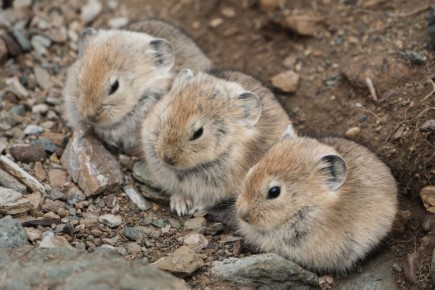Три девицы под окном пряли поздно вечерком…