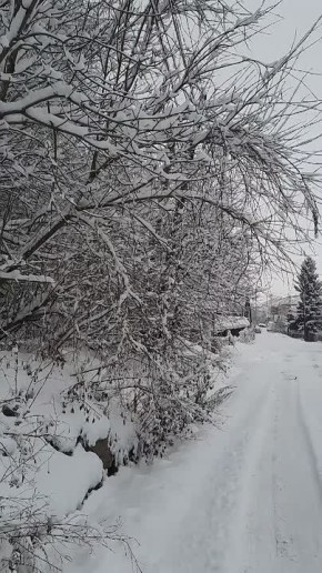 Нужно спилить кустарник, повис над дорогой по ул. Некорякова, 27, 29