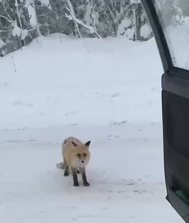 "������������, � ������� � ��� ����?"