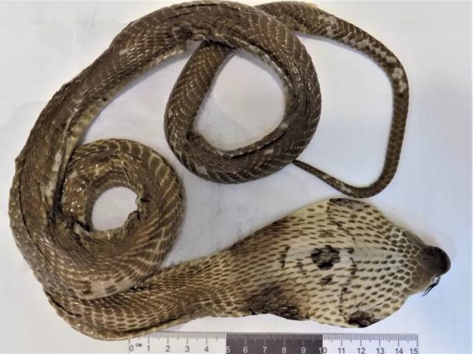 В алтайском аэропорту у туристки изъяли бутылку "змеиного вина" с коброй, сообщили в пресс-службе ФТС В алтайском аэропорту у туристки изъяли бутылку "змеиного вина" с коброй, сообщили в пресс-службе ФТС