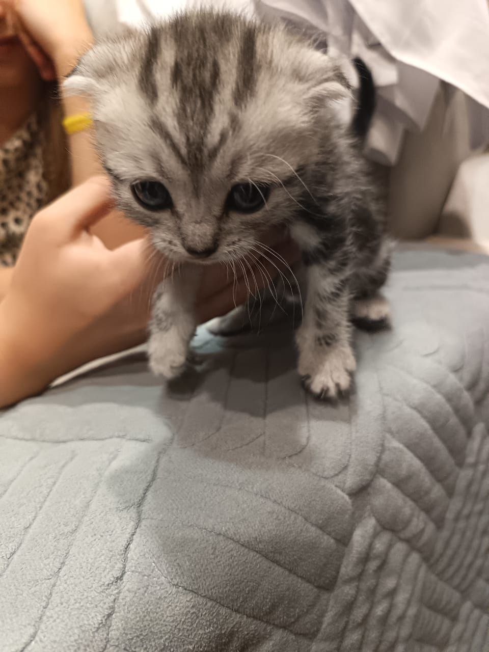 Отдам в хорошие руки котят: девочка и мальчик