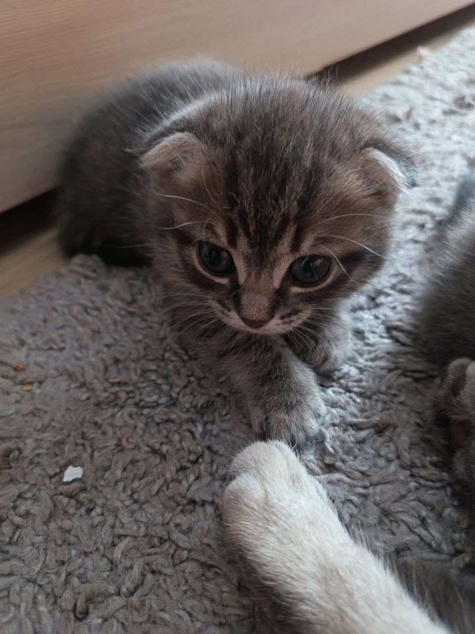 Отдам в хорошие руки котят: девочка и мальчик Отдам в хорошие руки котят: девочка и мальчик