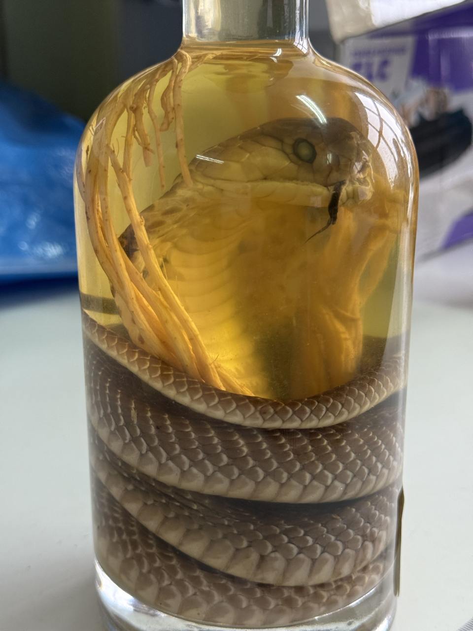Бутылку "Змеиного вина" с редкой коброй изъяли в аэропорту Барнаула
