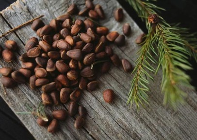 746 кг семян кедра заготовили в Республике Алтай