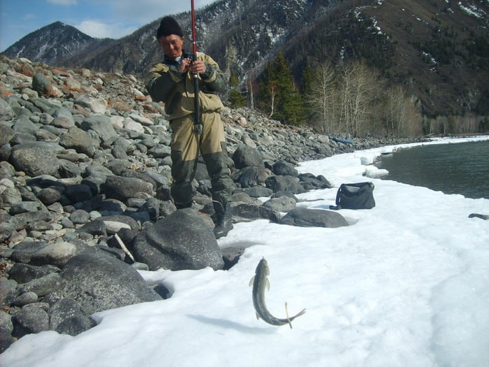 1 Ученые Алтая нашли способ спасти рыбу от зимних заморов