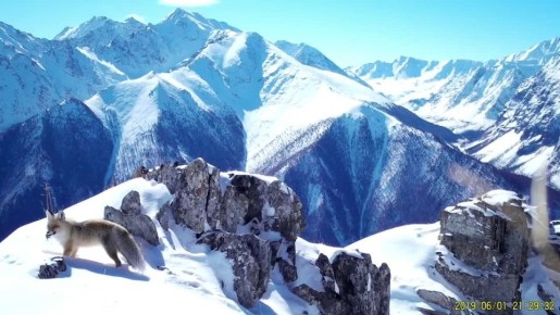 Лисичка-охотница в Сайлюгемском национальном парке
