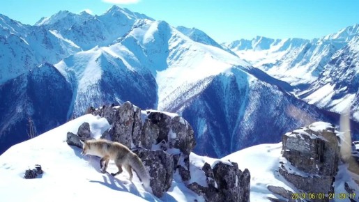 Начнем хороший день с кадров удачной зимней охоты лисицы!