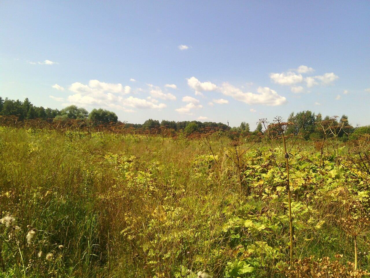 Судом удовлетворены исковые заявления прокурора Майминского района о проведении мероприятий по очистке земельных участков сельскохозяйственного назначения от сорной растительности