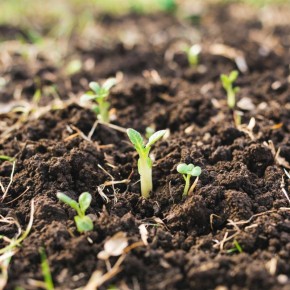 ��� ������, ��� ���� ����� ��������� � ������: ������� ��������� �����������