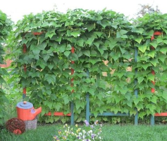 ��������� ������: ��� ������������ ������������ ������� ��� ������?