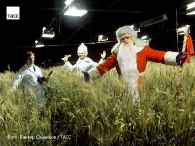 #архив_ТАСС_Сибирь. Дед Мороз и Снегурочка в Алтайском НИИ земледелия и селекции сельскохозкультур