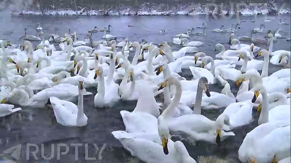 То самое лебединое озеро: на Алтае тысячи лебедей остаются на зиму на уникальном незамерзающем озере Светлое — их согревают теплые подводные ключи