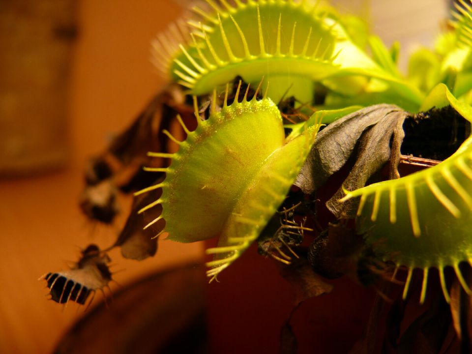 ������������ ���� � ������ ���������: ������ ��� �������?