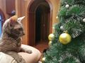 Фотоистория: как кот елку наряжал