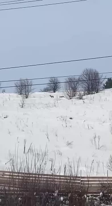 Косули в районе Бочкаревки