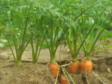 ��������� �� ������: ��� �������� ������������ ���� �����