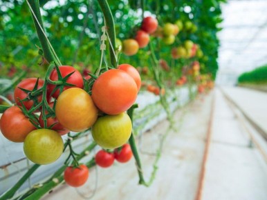 ����������� ���� ��������: ��� ��������� ������� �������� ������ ���������