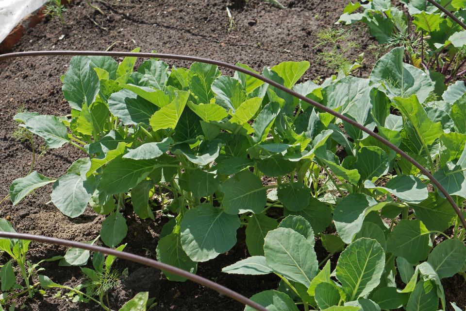 ������ ��������: ��� ��������� ����� ������� ���������� ��� ������