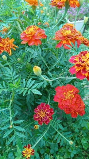 ��� ��������� �������: ���� � �������� ��������