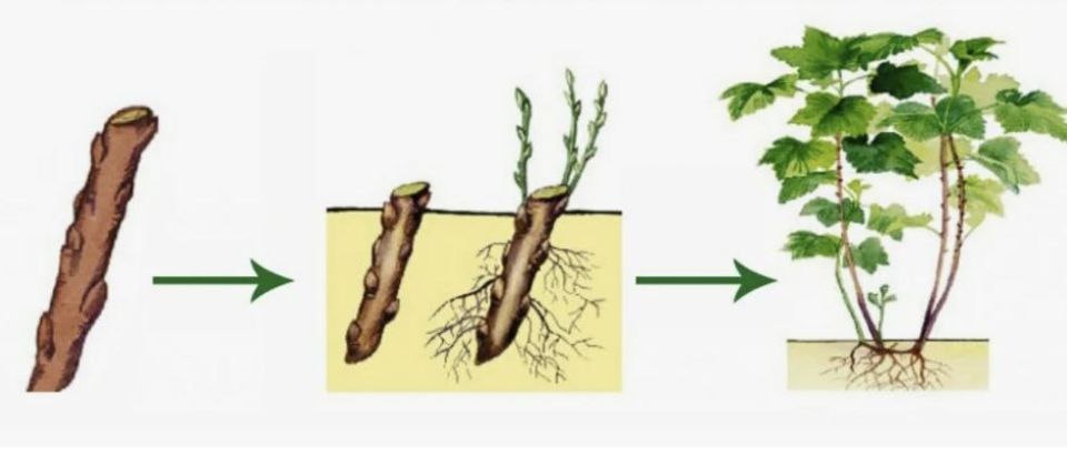 ���������� ����������� ������ ���������: ���������� ����� �������������� ���������