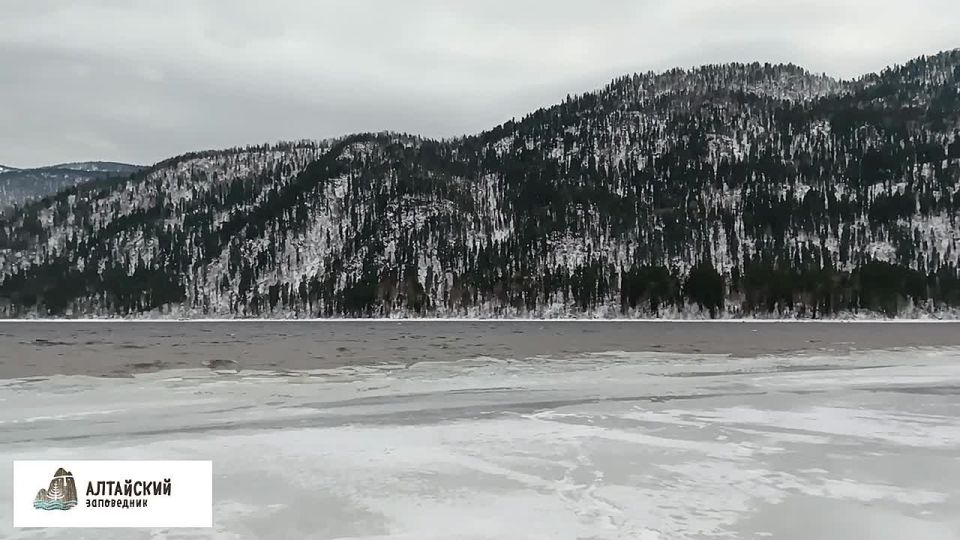 И нова в кадре незамерзшее Телецкое