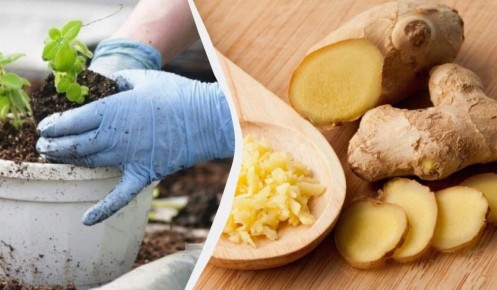 ��� ��������� ������ ����: ������� ��������� �����