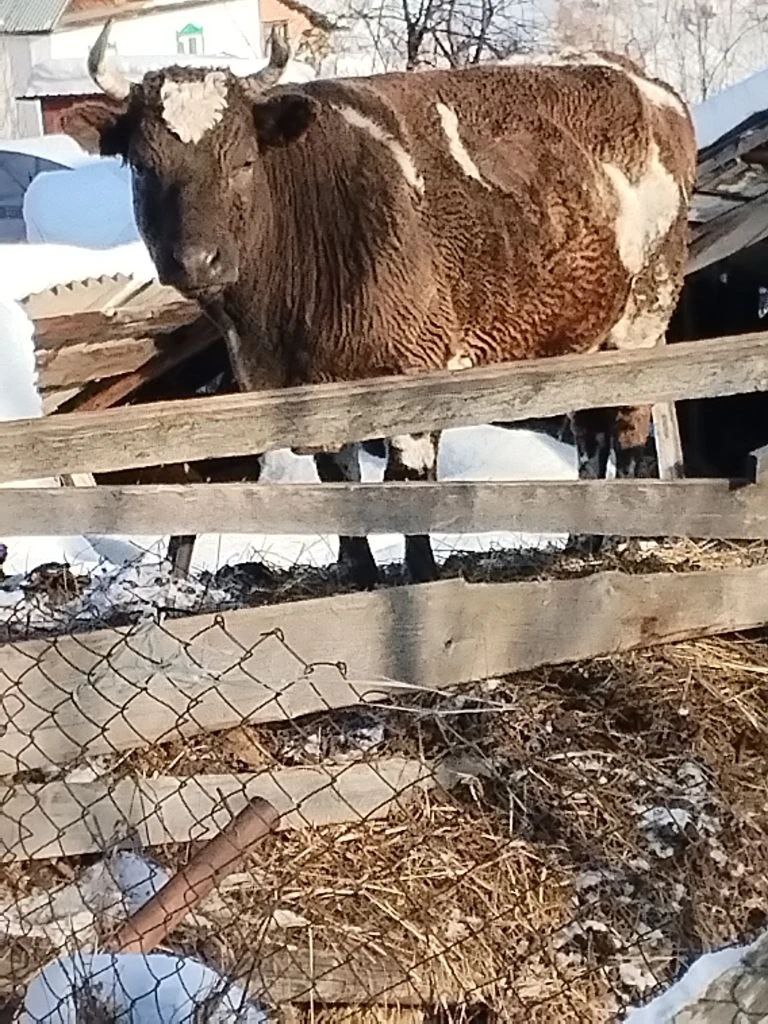 Ольга Сафронова: Приняла участие в заседании противоэпизоотической комиссии Республики Алтай, которая прошла в Онгудае Ольга Сафронова: Приняла участие в заседании противоэпизоотической комиссии Республики Алтай, которая прошла в Онгудае