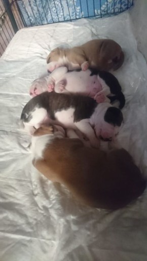 Щенки в поисках нового дома: трогательное расставание