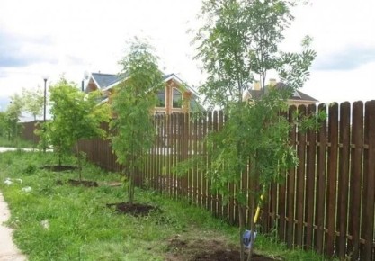 Как справиться с соседскими деревьями: практическое руководство для дачников