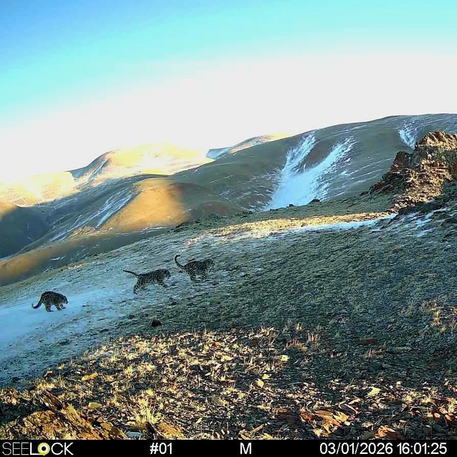 Фотоловушки с сотовой связью начали работу в Сайлюгемском нацпарке Фотоловушки с сотовой связью начали работу в Сайлюгемском нацпарке